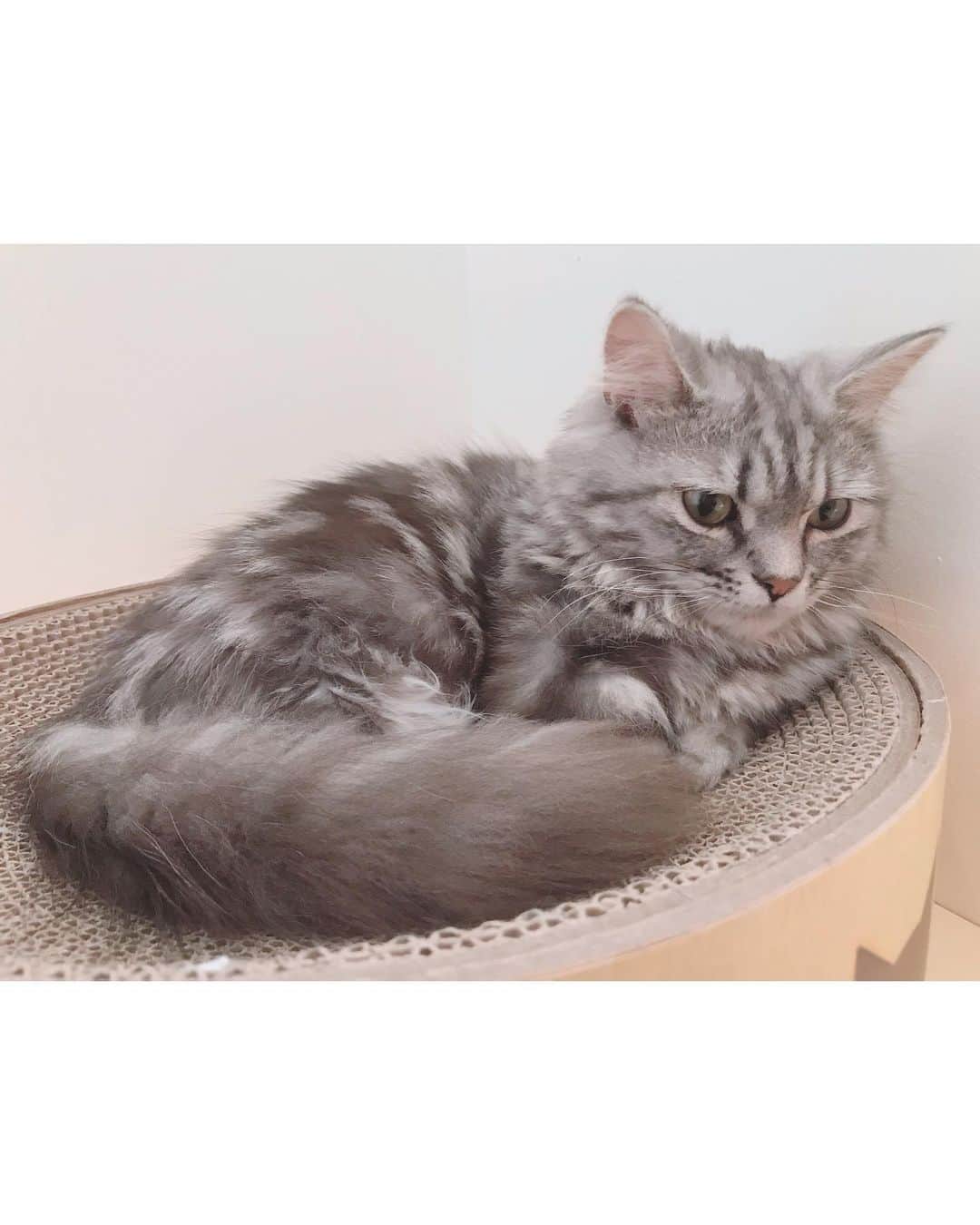沢井里奈さんのインスタグラム写真 - (沢井里奈Instagram)「⠀ ⠀ 猫の日という事で、 いつかの猫カフェに行った時の🐱🌸 　 今はペットを飼っていないので 動物が恋しくて、 動物番組ばっかり観てます🐶🐰🐹 　 　 #猫の日 #猫カフェ」2月22日 21時12分 - sawairina