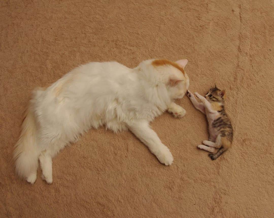 Kachimo Yoshimatsuのインスタグラム：「猫の日蔵出し写真 おかきとチビカステラちゃん 2011年 優しいおかき兄さんでした。 #うちの猫ら #okaki #castella #猫の日 #猫 #ねこ #cat #ネコ #catstagram #ネコ部 http://kachimo.exblog.jp」