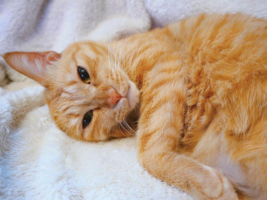 白川悠衣のインスタグラム：「✔︎今日は猫の日だって♡  うちの子達へ、  いつも癒しと安らぎと 幸せをありがとうございます。 たくさん眠っていっぱい食べて 一生懸命毛並みもつやっつやふわっふわに整えて ちゅーる。の一声を聞き逃さずに これからも安心して 毎日を過ごしてくださいな♡ 生涯貢ぎますので♡  世界中の猫たちの幸せも願って。  #7  #猫 #猫の日  #保護猫  #保護猫と暮らす  #🐈 #🐈‍⬛」