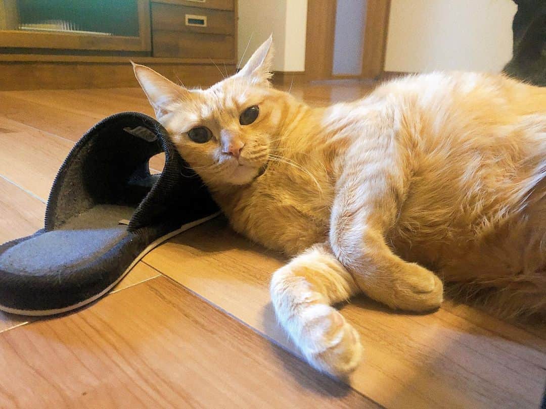 白川悠衣さんのインスタグラム写真 - (白川悠衣Instagram)「✔︎今日は猫の日だって♡  うちの子達へ、  いつも癒しと安らぎと 幸せをありがとうございます。 たくさん眠っていっぱい食べて 一生懸命毛並みもつやっつやふわっふわに整えて ちゅーる。の一声を聞き逃さずに これからも安心して 毎日を過ごしてくださいな♡ 生涯貢ぎますので♡  世界中の猫たちの幸せも願って。  #7  #猫 #猫の日  #保護猫  #保護猫と暮らす  #🐈 #🐈‍⬛」2月22日 21時27分 - wada_nana_official