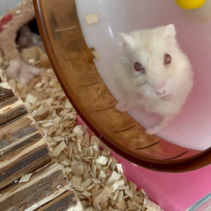 hamster_mocoのインスタグラム