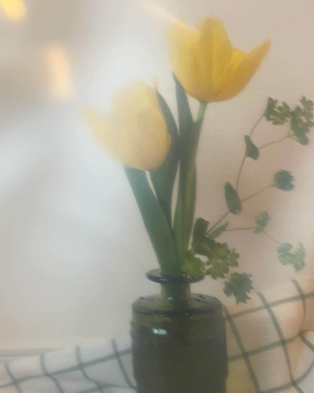 花野じゅりあのインスタグラム：「. 春色チューリップ  ふわふわ柔らかくて優しい どこか懐かしい写真 . . . . . #チューリップ」