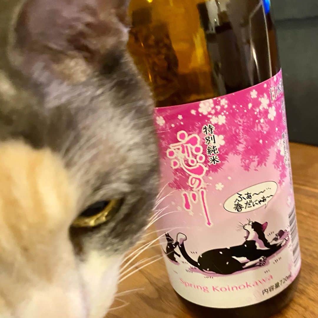 池沢理美のインスタグラム：「20210222 猫の日 恋の川 春のお酒3月発売予定 #猫の日 #猫 #ネコ #猫ラベル #鯉川 #鯉川酒造 #恋の川」