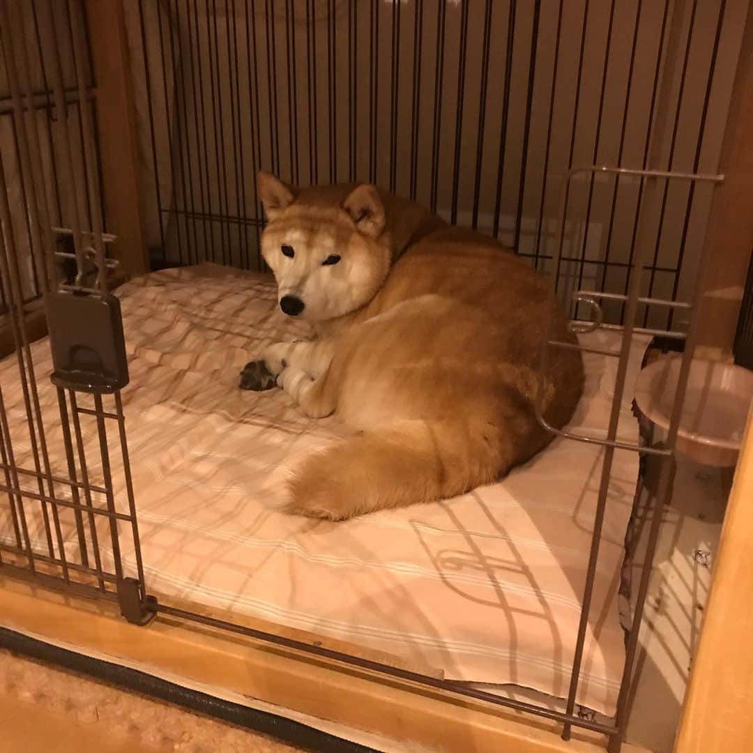 柴犬のモモのインスタグラム：「小屋に入るキツネ #いぬ #イヌ #犬 #柴犬 #赤柴 #日本犬 #犬バカ部 #ふわもこ部 #いぬら部 #癒しわんこ #柴犬マニア #犬のいる暮らし #口角キュキュッと部 #shiba #shibainu #shibadog #dogstagram #dogsofinstagram #shibastagram #shibasofinstagram #shibamania #inu #instadog #toyota_dog」