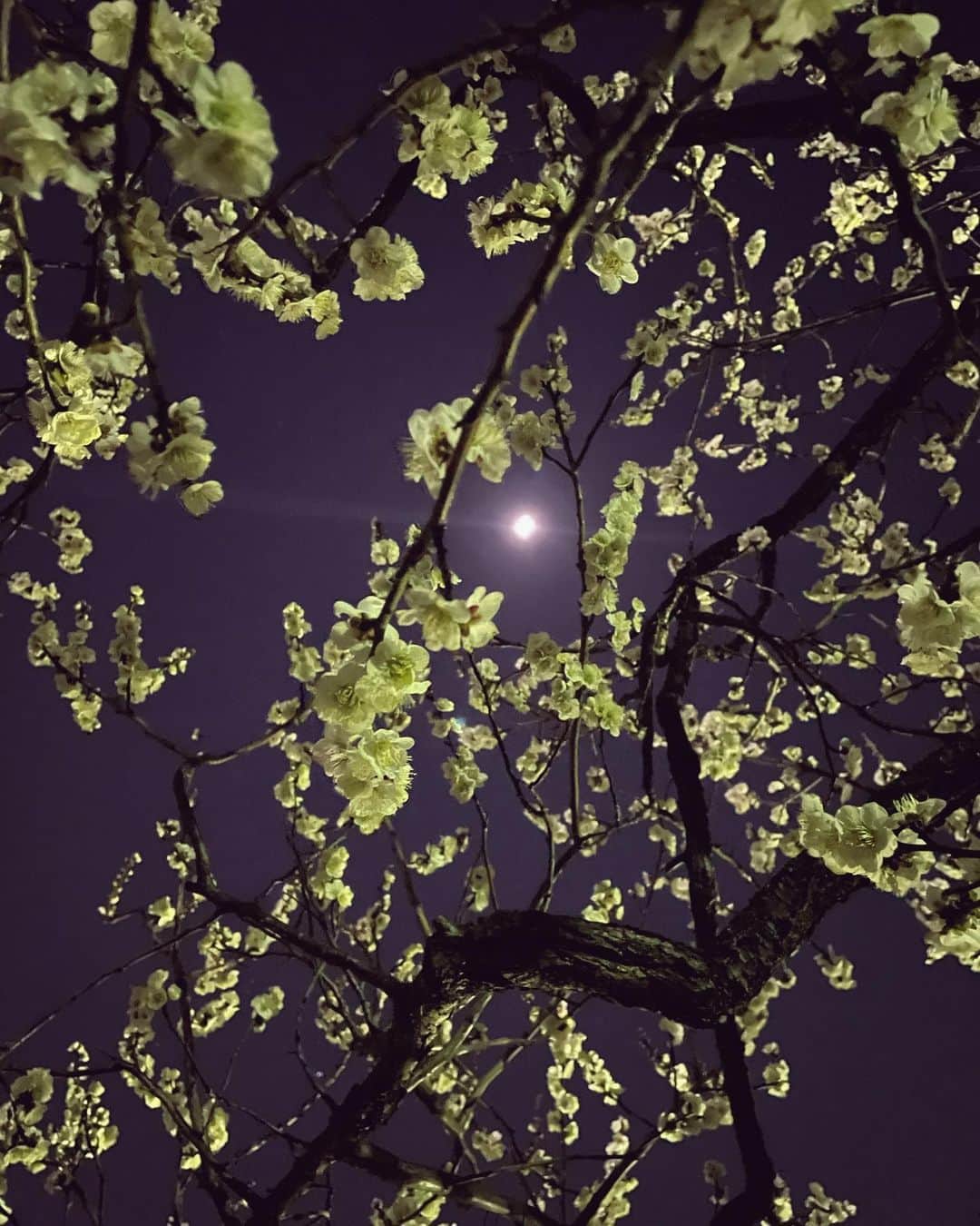 池田莉子のインスタグラム：「いろんな日があるからこそ❤︎  #moon #cherryblossom  #プチお花見 #梅の花 #夜桜 #梅かな桜かな 笑」