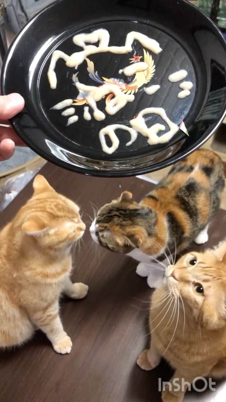 コテツのインスタグラム：「2021/2/22 こてっちゃんとおはつ ラブラブからのちゅーる祭り 一瞬で無くなったけど途中割愛してます 皿が渋いのしかない😂 字も絵もいつも下手すぎる😂 #猫の日パーチー2021 このタグから素晴らしいプレートが見れます」