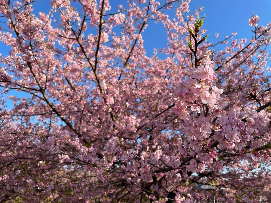 おーせさんのインスタグラム写真 - (おーせInstagram)「河津桜が見頃♡  他のサクラより一足早く咲きます！！  とってもキレイです  伊豆長岡リバーサイドパーク  #富士山も見れる公園 #河津桜」2月22日 21時34分 - oosedon