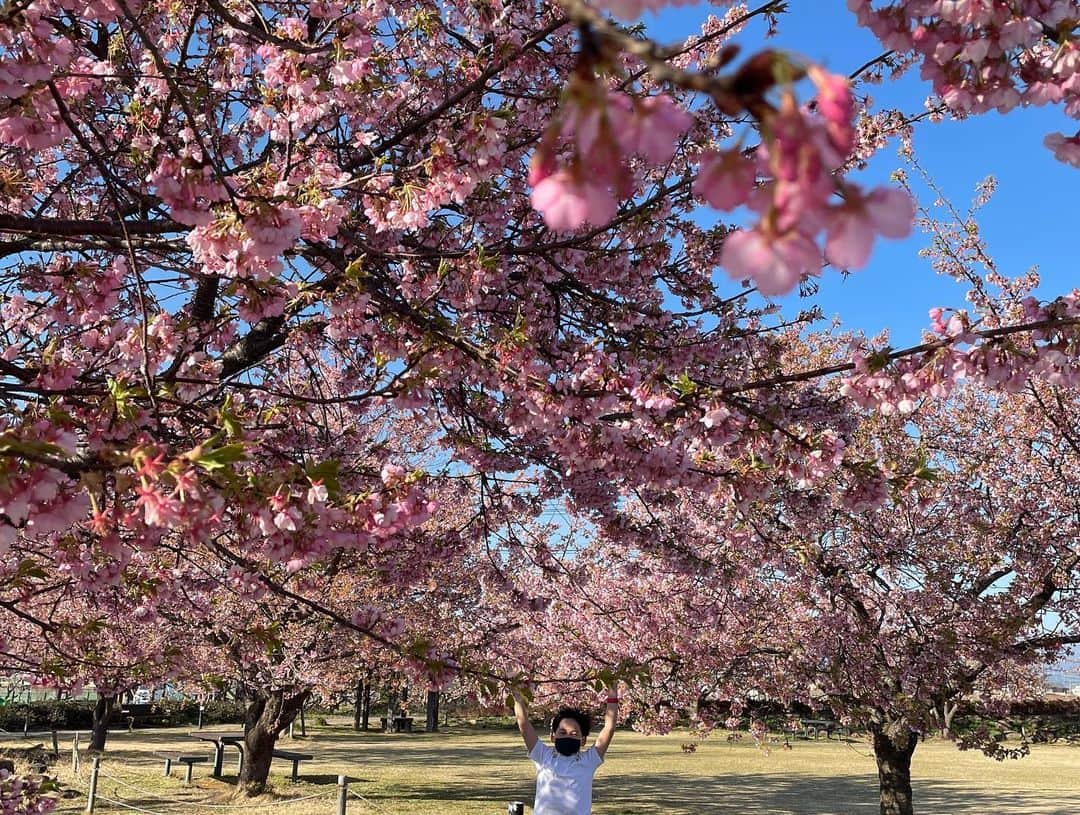 おーせさんのインスタグラム写真 - (おーせInstagram)「河津桜が見頃♡  他のサクラより一足早く咲きます！！  とってもキレイです  伊豆長岡リバーサイドパーク  #富士山も見れる公園 #河津桜」2月22日 21時34分 - oosedon