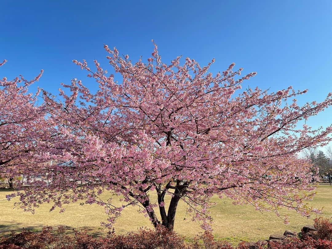 おーせのインスタグラム：「河津桜が見頃♡  他のサクラより一足早く咲きます！！  とってもキレイです  伊豆長岡リバーサイドパーク  #富士山も見れる公園 #河津桜」