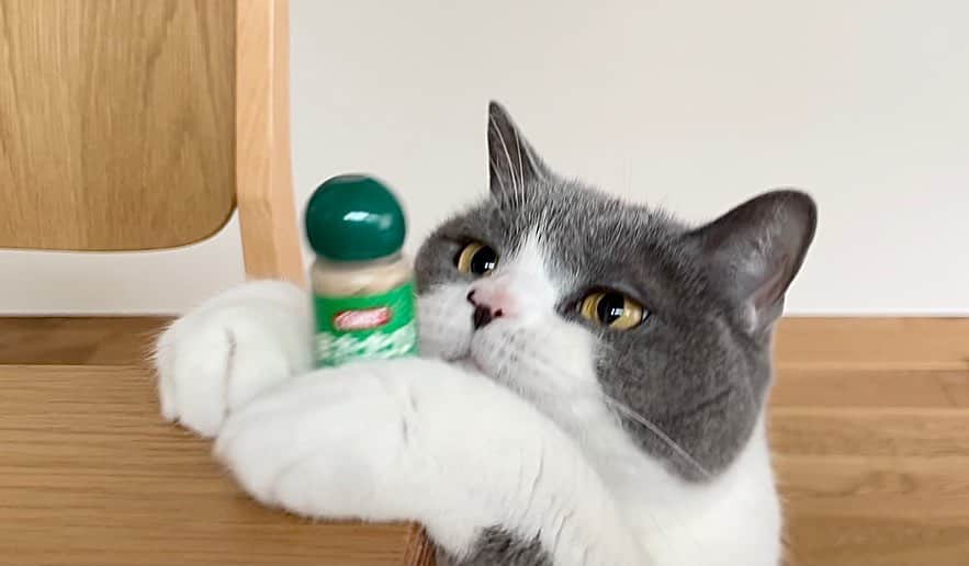 カブのインスタグラム：「#猫の日　 おもちゃにマタタビをふりかけて乾杯🐈🐈‍⬛」