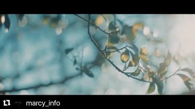 のインスタグラム：「3/1 新曲「ワスレナグサ」リリースです！！  早速、たくさん反応がもらえて嬉しいです！  春感じますね。この曲聴いて春に浸りましょう。 リリースをお楽しみに！👍  #マルシィ  #ワスレナグサ」