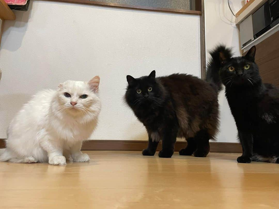 おーせさんのインスタグラム写真 - (おーせInstagram)「2021.2.22  にゃんにゃんにゃん  本日猫の日😻  我が家にきてくれてありがとう  左から ツンデレふわちゃん 食いしん坊ぶたくん 優しいりーくん  いつも森家を賑やかにしてくれるメンバーです  ほんと、、この3匹の絡みがめちゃ面白い！！！  しかも不機嫌になるとふーちゃんのケンカの売り方がギャングスタwwww  これからもよろしくね  #猫の日 #にゃんにゃんにゃん  #多頭飼い  #白猫#長毛猫#譲渡猫#オッドアイ#ツンデレ#多頭飼い#whitecat#oddeyescat#longhaircat#猫好き#猫#おファルにゃん#森家のどうぶつ園  #catstagram #Blackcat #ねこ #猫のいる生活#クロネコ長毛猫#出会いは譲渡会#出会いは公園#三本足の猫##cat #ねこ #黒猫 #にゃんだふるらいふ #にゃんすたぐらむ #猫 #猫のいる生活」2月22日 21時41分 - oosedon