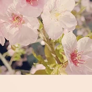 島袋美由利さんのインスタグラム写真 - (島袋美由利Instagram)「. . ここ数日 鼻水とくしゃみが止まりません。おくすり飲んでるんだけどねぇ。 みなさまは花粉、大丈夫ですか？ お鼻に優しいティッシュを使っていこうね。」2月22日 21時45分 - miyuri_shi