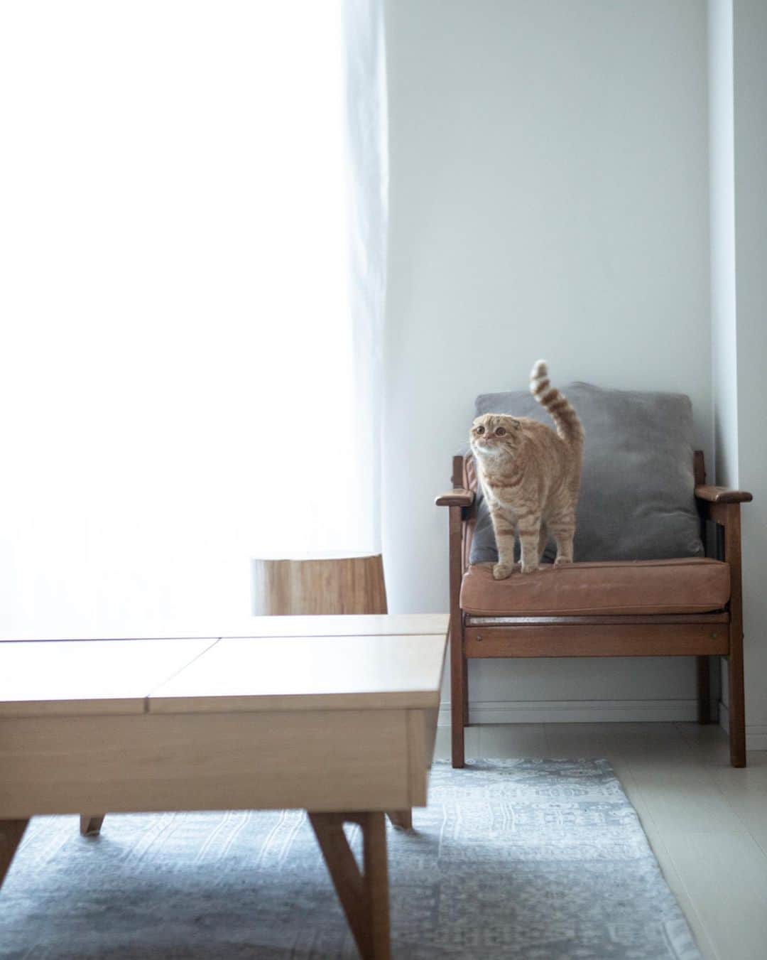 ginza magazineさんのインスタグラム写真 - (ginza magazineInstagram)「今日は #猫の日🐱 オオスギ アキヒコさんの愛猫と一緒にくつろげる部屋を拝見🏠  猫が飼えることを第一条件に探し続けて、ようやく見つけた我が家です。仕事と生活どちらにおいても自然光を大切にしているので、寝室の電気はつけないこともしばしば。ベッドは普段の疲れを残さない為にクイーンサイズを選びました。  詳しくはginzamag.comの「私と部屋」でチェック✨ @ginzamagazine  #ginzamagazine #私と部屋 #お部屋 #部屋作り #インテリア #インテリア雑貨 #インテリアコーディネート #インテリアデザイン #interior #収納 #収納アイデア #家具 #ヴィンテージ家具 #北欧家具 #照明 #キッチン #模様替え #マイルーム #猫のいる暮らし #猫との暮らし #猫好き #猫とインテリア」2月22日 21時47分 - ginzamagazine