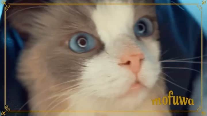 のインスタグラム：「「モフワ」で ふわふわ。うちの「ラル」も動画に出演しています。  @mofuwa_japan #catsofinstagram #meowfeature #kitty #catoftheday #pleasantcat #instacat #dailycat #meowed #katze #happycatclub #cats_of_day #petsofinstagram #neko #catfeature #catlover #cats #weeklyfluff #cat #catloversclub #excellent_cats #kitty #catphoto #cats_of_instagram #냥스타그램 #고양이 #แมว #ragdoll #ragdollcat」