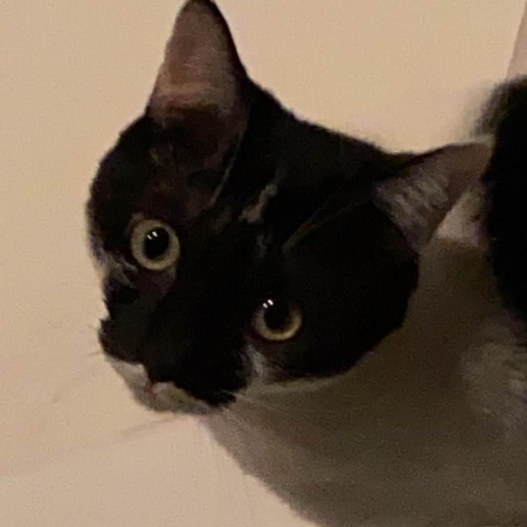 浅田信一のインスタグラム：「保護猫のココです。 よろしくね。」