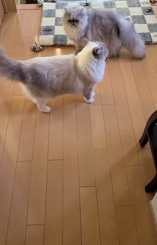 のインスタグラム：「. #0222ちるちる 今日はにゃんにゃんにゃんで猫の日ですね🐱 うちの子たち仲良くないけどそんなに悪くもない程よい距離感なんです😂 欲を言えばくっついて寝てる姿をいつか見せておくれ😂 癒しの毎日をありがとう🥰 そして猫の日おめでとう❤️  #猫の日 #にゃんにゃんにゃんの日 #22祭 #222祭 #ソーシャルディスタンス姉弟」