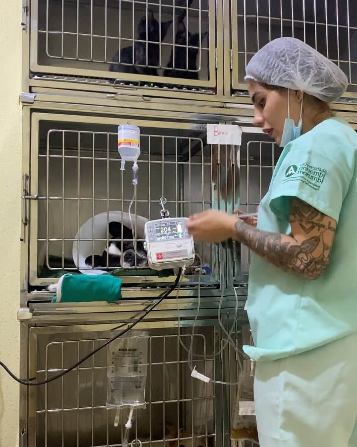 バネッサ・メスキータのインスタグラム：「Coisas que acontecem em uma internação que muitas vezes o tutor não sabe.  Pois é ... e há ainda quem diga que médico veterinário só pensa em dinheiro( claro que tem, toda árvore tem uma fruta podre, eu mesma já conheci) mas garanto que a maioria  realmente AMA o que faz.... o dinheiro é consequência de um trabalho sério e ético.   E quando perdermos um paciente, uma parte do nosso coração se vai.   Ao mesmo tempo que ser médico veterinário é uma das profissões mais lindas é uma das mais ingratas e dolorosas.   Ser forte não é uma opção nessa área, ser forte é sobreviver.   #medicinaveterinaria #medvet #medvetporamor #medveterinariabrasil #medicinavet」