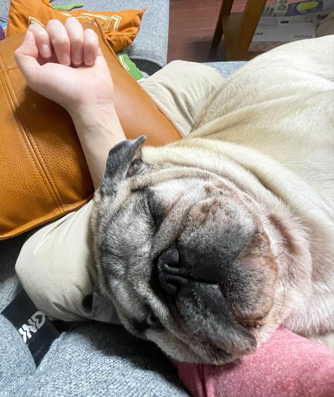 やついいちろうさんのインスタグラム写真 - (やついいちろうInstagram)「腕枕  #pug #pugs #puglife #puglove #パグ #パグスタグラム」2月22日 22時10分 - yatsuiichiro