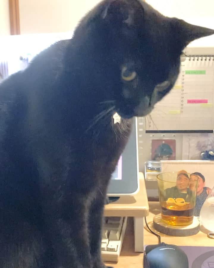 のインスタグラム：「今日も激しいネコハラスメント。鉄壁のガードで飼い主にマウスを触らせません。こうなるともう飼い主はキャットの頭を掴むしかないのです #黒猫 #邪魔猫 #猫の日」