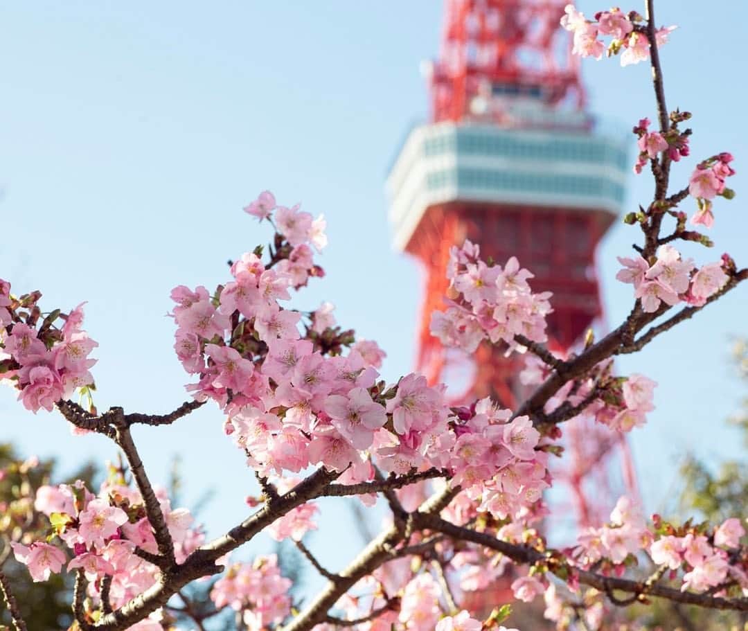 Andaz Tokyo アンダーズ 東京さんのインスタグラム写真 - (Andaz Tokyo アンダーズ 東京Instagram)「Catching early blooms around #TokyoTower 🌸 Discover hidden gems with our daily neighborhood tours, or explore for yourself the parks and greenery surrounding our hotel 🍃  街中の桜も少しずつ咲き始め、移り行く季節の美しい瞬間を肌で感じてみませんか。🌸 アクティビティーのひとつである「近隣ツアー」で隠れた名店を探したり、ホテル周辺の公園や寺院で、自然の魅力を存分に感じ新しい自分を探してみましょう。  📸 Special thanks to @visitminatocity for this lovely glimpse of spring   #cherryblossom #sakura #桜 #芝公園 #spring #shibakoen #tokyotower #東京タワー #東京タワー桜」2月22日 22時07分 - andaztokyo