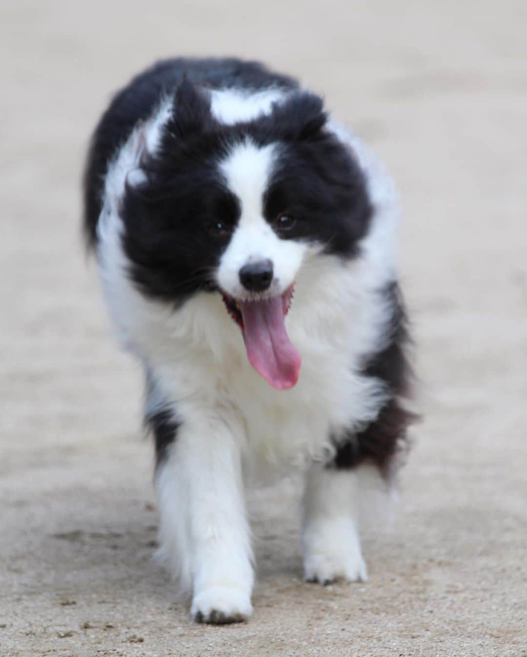 犬バカ部宣伝部長のインスタグラム