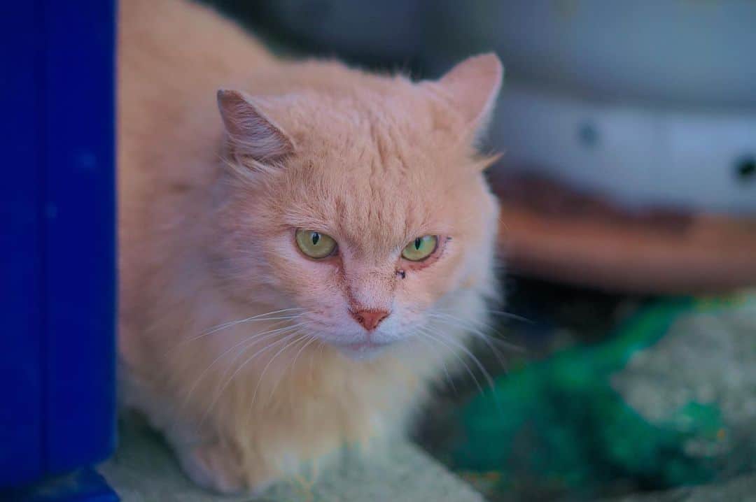 奥谷知弘さんのインスタグラム写真 - (奥谷知弘Instagram)「. . . 猫の日だから歩いてたら猫に遭遇するかなって思ったけどそんなうまいことはないですよね〜  なので… tvk「猫のひたいほどワイド」のロケで箱根に行ったときに遭遇した1匹の猫の写真載せておきます！ . . . #CandyBoy #奥谷知弘」2月22日 22時18分 - chihiro_okutani_candyboy