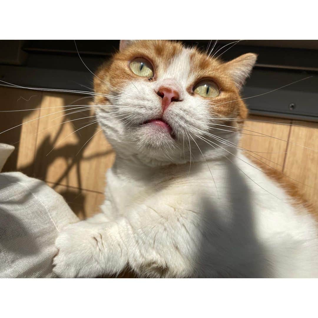 ひよりさんのインスタグラム写真 - (ひよりInstagram)「2021/02/22猫の日🐱🐱🐱」2月22日 22時28分 - nekohiyo