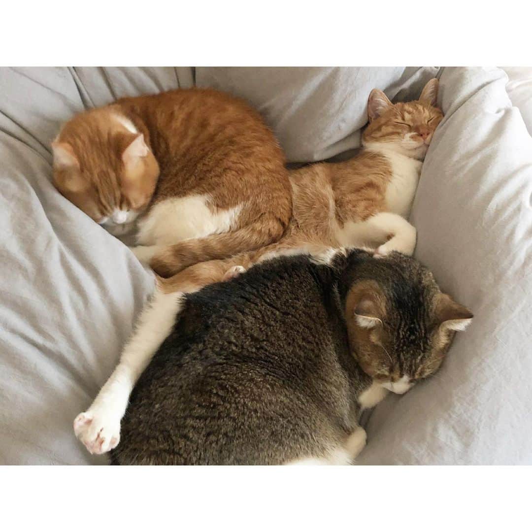 ひよりのインスタグラム：「2021/02/22猫の日🐱🐱🐱」