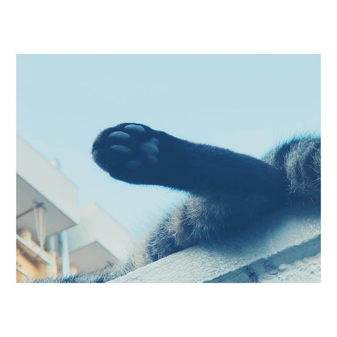 丸山未沙希さんのインスタグラム写真 - (丸山未沙希Instagram)「. 無防備な肉球。 不意打ちの癒し。  #猫の日 #ねこのひ #2月22 #野良猫 #肉球 #ネコ #猫 #にゃーん」2月22日 22時27分 - mii_mrym