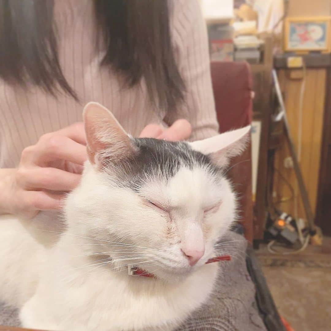 シュアン（施鈺萱）さんのインスタグラム写真 - (シュアン（施鈺萱）Instagram)「・ 喵喵喵喵喵喵🐱 今天2月22日是日本的 #貓之日 222有喵喵喵的諧音。 喵🐱💜 ・ 今日は #猫の日 にゃにゃにゃ大好き🥰🐱」2月22日 22時36分 - ts_hsuan