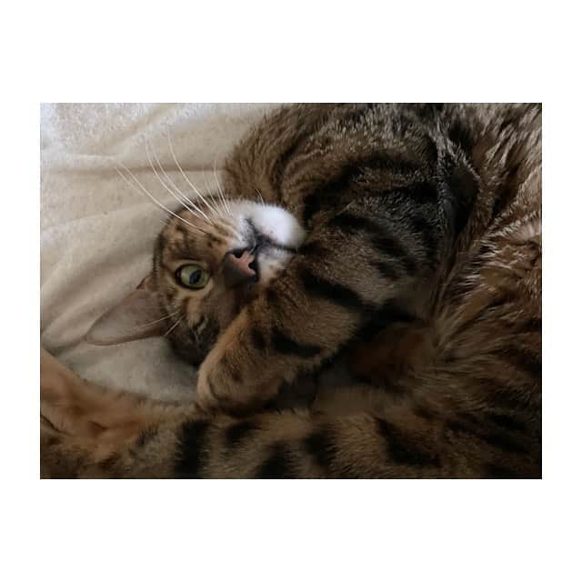 中島ヨシキさんのインスタグラム写真 - (中島ヨシキInstagram)「#てとらbot #2月22日 #猫の日」2月22日 22時29分 - yoshiki_n_626