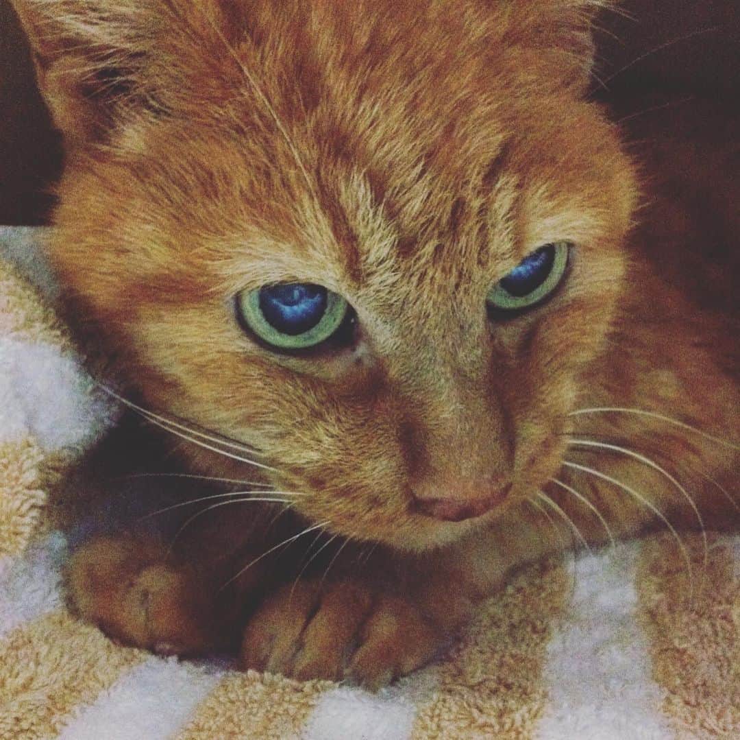 渋谷慶一郎のインスタグラム：「2.22はニャンコの日ということで。1枚目は東京で彼が亡くなる25歳まで飼ったシゲ。彼が亡くなったすぐ後にパリに引っ越すとアパートの庭にシゲにそっくりな猫が現れた(2枚目)。あまりにも似てるからシゲと名付けて可愛がってたら部屋の中にも来るようになった(３枚目)。部屋にいるときのシゲ(4枚目)と佇まいも似ていて、ほんとに生き写しかと思ったな。懐かしい。 Today is Cat’s day in Japan. The first one is of Shige, the cat I had in Tokyo until he was 25. When I moved to Paris right after he passed away, a cat that looked just like Shige appeared in the garden of my apartment (2nd picture). I named him Shige because he looked so much like Shige, and I loved him so much that He started coming into my room (3rd picture, looked just like 4th picture of Shige). When Shige was used to be in the room (4th picture), and I thought he was really a living copy of Shige. It's really nostalgic.」
