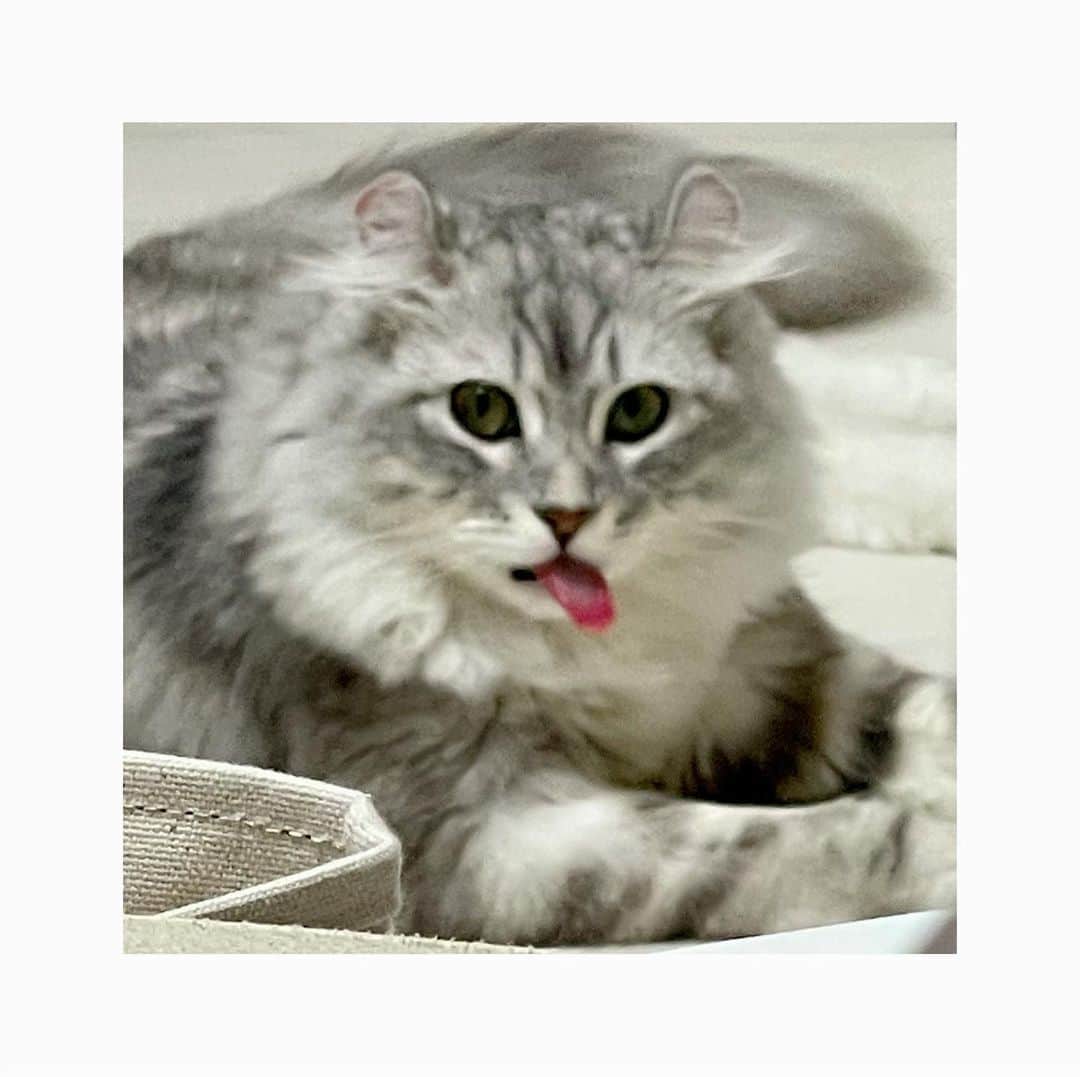 東城陽奏のインスタグラム：「#猫の日 らしいのでうちのバブおをどうぞ」