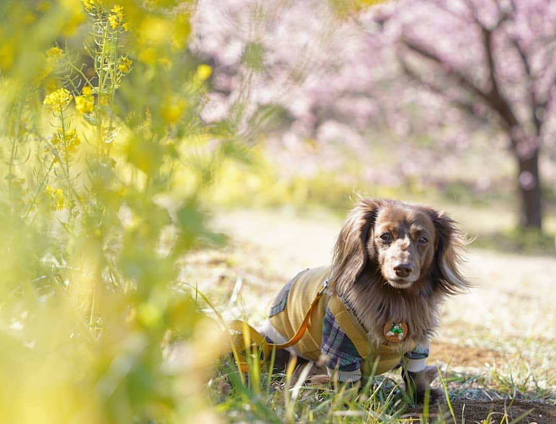 etsukoのインスタグラム：「* 2021.02.22 🌸 * * * 🐶💬 『母さん… 花粉症 平気ですか？ 』 * * * 👧💬 『( ¯꒳¯ )✌ 今年はね  早くから お薬飲んで 備えてたのよ～💊』 * * * 酷くなると お顔が赤くなって腫れてしまうから 今年は  ほんとに早くから お薬飲んで 備えてみた( ¯꒳¯ )ｂ✧ それでも 肌は ガサガサ 目も痒いしね。 喉もイガイガ。クシャミどころか 咳も出ちゃう( ˙_˙ ) 5月まで…続くんだなーこれが(T0T) * * * #アロハと花巡り #神奈川散歩 #菜の花 #河津桜 #ミニチュアダックスフンド #ミニチュアダックス #ダックスフンド #チョコソリッド #チョコソリ #犬のいる暮らし #ワンコなしでは生きて行けません会 #inuくらぶ_jpn #inuclub_jpn  #whim_fluffy #wp_flower  #dogstagram  #flowerstagram  #ig_dogphoto  #instadog  #todayswanko  #alohahappy🐶  * * *」