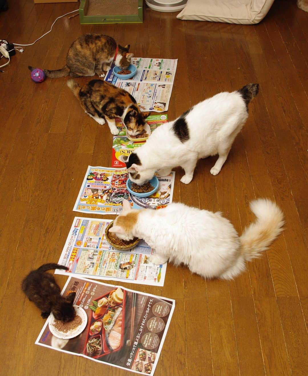 Kachimo Yoshimatsuさんのインスタグラム写真 - (Kachimo YoshimatsuInstagram)「猫の日蔵出し写真 2011年の食事。 チビヒジキ。 こんな時代もありました。 #うちの猫ら #猫 #ねこ #purin #mitsumame #yohkan #okaki #hijiki #猫の日 #cat #ネコ #catstagram #ネコ部 http://kachimo.exblog.jp」2月22日 22時38分 - kachimo
