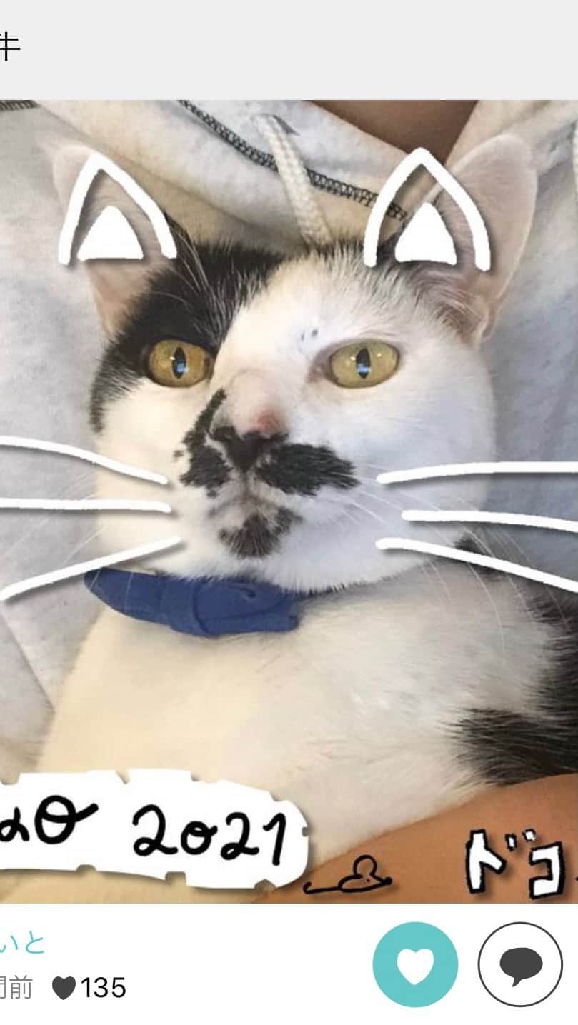 服部円のインスタグラム：「ドコノコゆーないとさんとの猫の日ライブ。オススメの猫本や猫研究について🐈 #猫の日 #ドコノコ @dokonokoapp  #ilovecat」