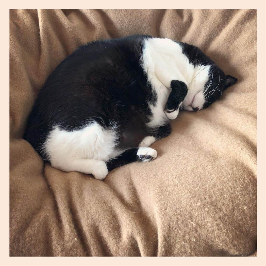 パンといっぴきのインスタグラム：「#元保護猫 #ハチワレ #白黒猫 #blackandwhitecat #tuxedocat #眠る猫　#sleepingcat」
