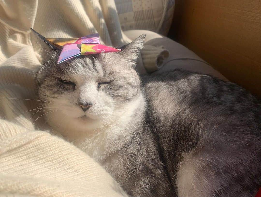 坂本美雨さんのインスタグラム写真 - (坂本美雨Instagram)「妹から猫の日のプレゼント。  #サバ美となまこちゃん #cat #サバ美」2月22日 22時46分 - miu_sakamoto