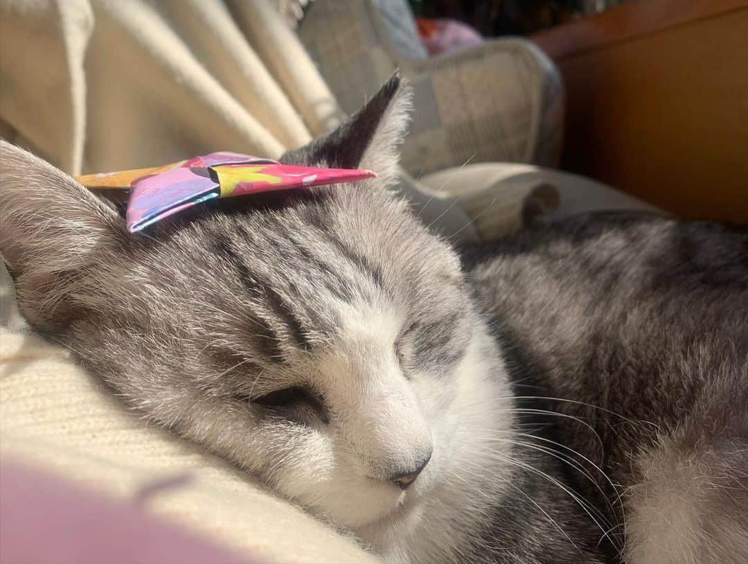 坂本美雨さんのインスタグラム写真 - (坂本美雨Instagram)「妹から猫の日のプレゼント。  #サバ美となまこちゃん #cat #サバ美」2月22日 22時46分 - miu_sakamoto