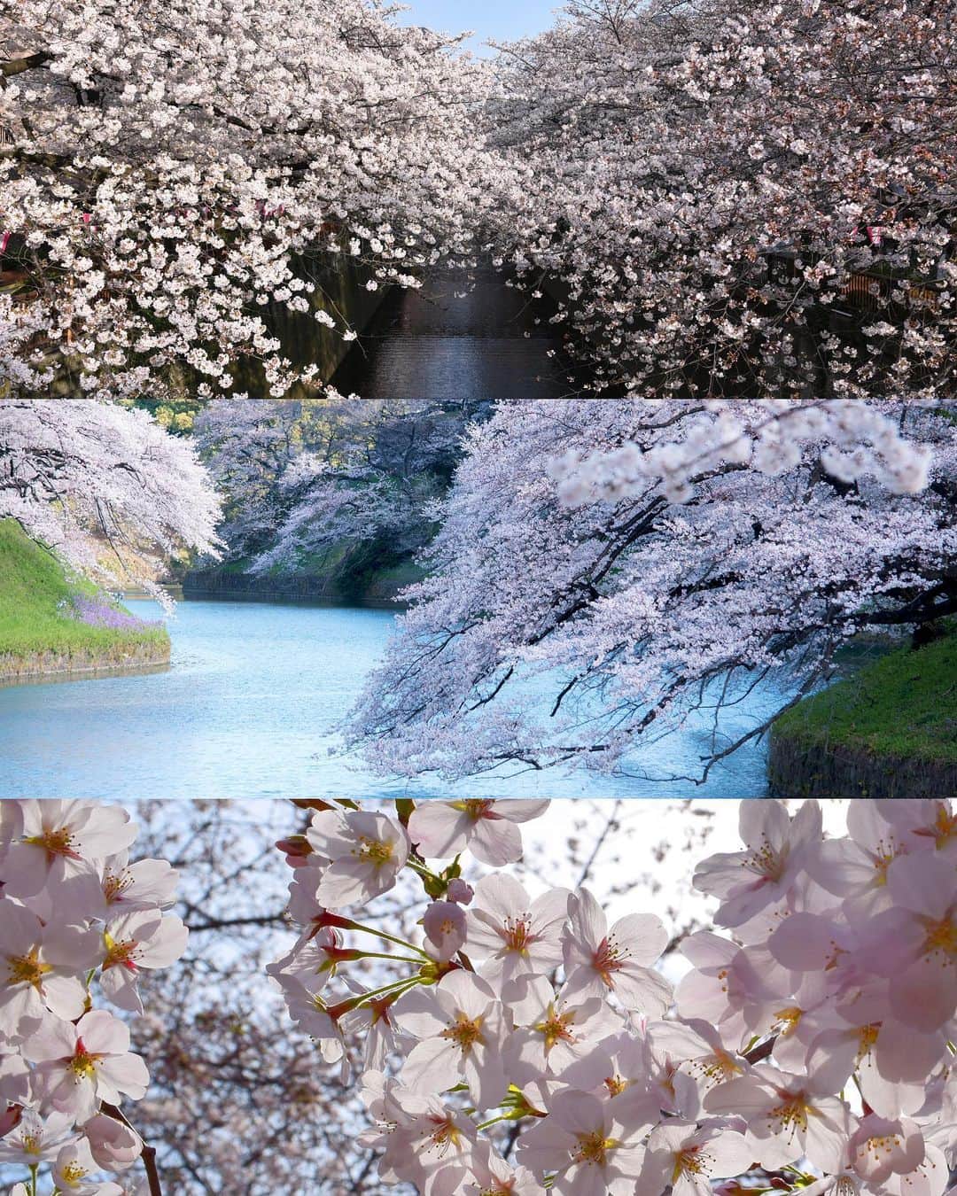 masayaのインスタグラム：「The Japan Meteorological Agency issued the forecast of cherry blossoms blooming dates 2021. 3/19 Tokyo 🌸」