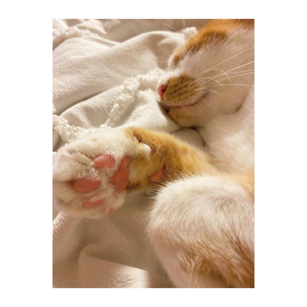 YURINAさんのインスタグラム写真 - (YURINAInstagram)「🐈(=^ェ^=)🐈﻿ ﻿ 📸 #猫の日﻿ ﻿ ﻿ 今日は　2月22日　猫の日！﻿ ﻿ ということで、実家にいる愛猫の写真特集😽﻿ ﻿ ﻿ 1〜5枚目　チョビ♡﻿ ﻿ 6〜10枚目　マミー♡﻿ ﻿ ﻿ 皆さんは何枚目の写真が好き？？😻🙌🏻﻿ ﻿ ﻿ ﻿ ﻿ ﻿ #オリックス #Bs2021 #BsGirls﻿ #baseball #プロ野球 #ORIX #avex﻿ #オリックスバファローズ #野球女子﻿ #野球好きと繋がりたい #京セラドーム大阪﻿ #オリックス女子 #インスタ野球女子﻿ #yurina_359  #BsGirls2021 #performer﻿ #dance #全力パフォーマンス #黒髪ストレート﻿ #黒髪ポニーテール #高身長女子 #筋トレ女子﻿ #猫 #猫スタグラム #愛猫 #猫のいる暮らし﻿ #followme #likeforlike #🖤」2月22日 22時43分 - yurina_bsgirls_359