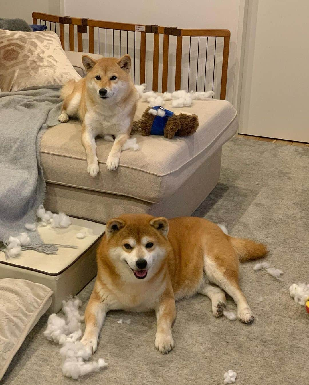 shibainu berryさんのインスタグラム写真 - (shibainu berryInstagram)「やりたい放題かっ！😳😦 #destruction #destroy #破壊王  #❤️迷子犬の掲示板スタッフ @maigo_dog #❤️迷子犬の掲示板四国 @maigo_dog_shikoku #めざせ迷子犬ゼロ👌 #柴犬 #べりやん #べりむく #多頭飼い #徳島 #berry #shiba #shibainu  #shibainumania #shibastagram #instashiba #ぷにっと部 #口角キュキュッと部  #チーム俺様 →部員絶賛募集中 #shiba_snap #proudshibas #instagramjapan #ふわもこ部 #pecoいぬ部 #pecotv #buzzfeedanimals #dogsofinstagram #9gag @9gag @barked」2月22日 22時44分 - shibainu.berry