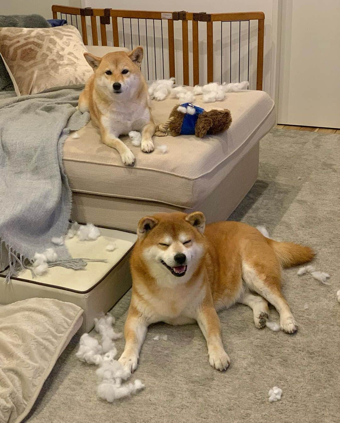 shibainu berryのインスタグラム