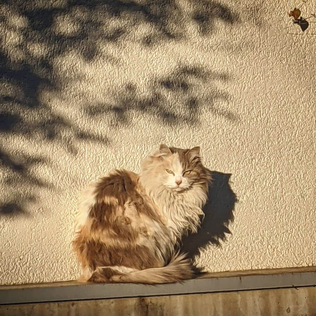 磯部正文のインスタグラム：「近所の野良猫 寝てる時に声かけると 迷惑そうに睨んでくる 世界の猫の日は色々だけど 日本は今日らしいよ」