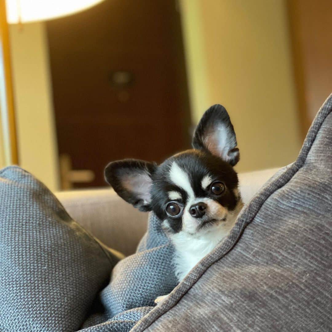 林村ゆかりのインスタグラム：「My name is UBU!! 猫の日に犬。猫のようににゃんにゃんまとわりついてます、私が。うぶちゃんは猫みたいな子で、孤高でおとなしいです。ワンとあまり言わずにギャオと鳴きます。 2枚目はこの人大丈夫かな？って顔？よくウザがられてます。 髭をカットするとお人形みたいあーかんわい🤍親バカ  #dog#chiwawa#pet#dogstagram #chihuahuas」