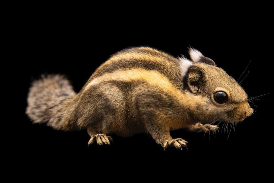 Joel Sartoreさんのインスタグラム写真 - (Joel SartoreInstagram)「Small in size and lightning fast, you can blink and miss the Himalayan striped squirrel. Always on the move, this species spends much of its time frantically scurrying between trees in search of insects to consume. In addition to their speed, their striped coat makes them even harder to spot, allowing them to blend perfectly with the tree trunks they cling to. Photo taken @tierparkberlin. #squirrel #striped #fast #small #furry #cute #bigeyes #PhotoArk #savetogether」2月22日 22時50分 - joelsartore