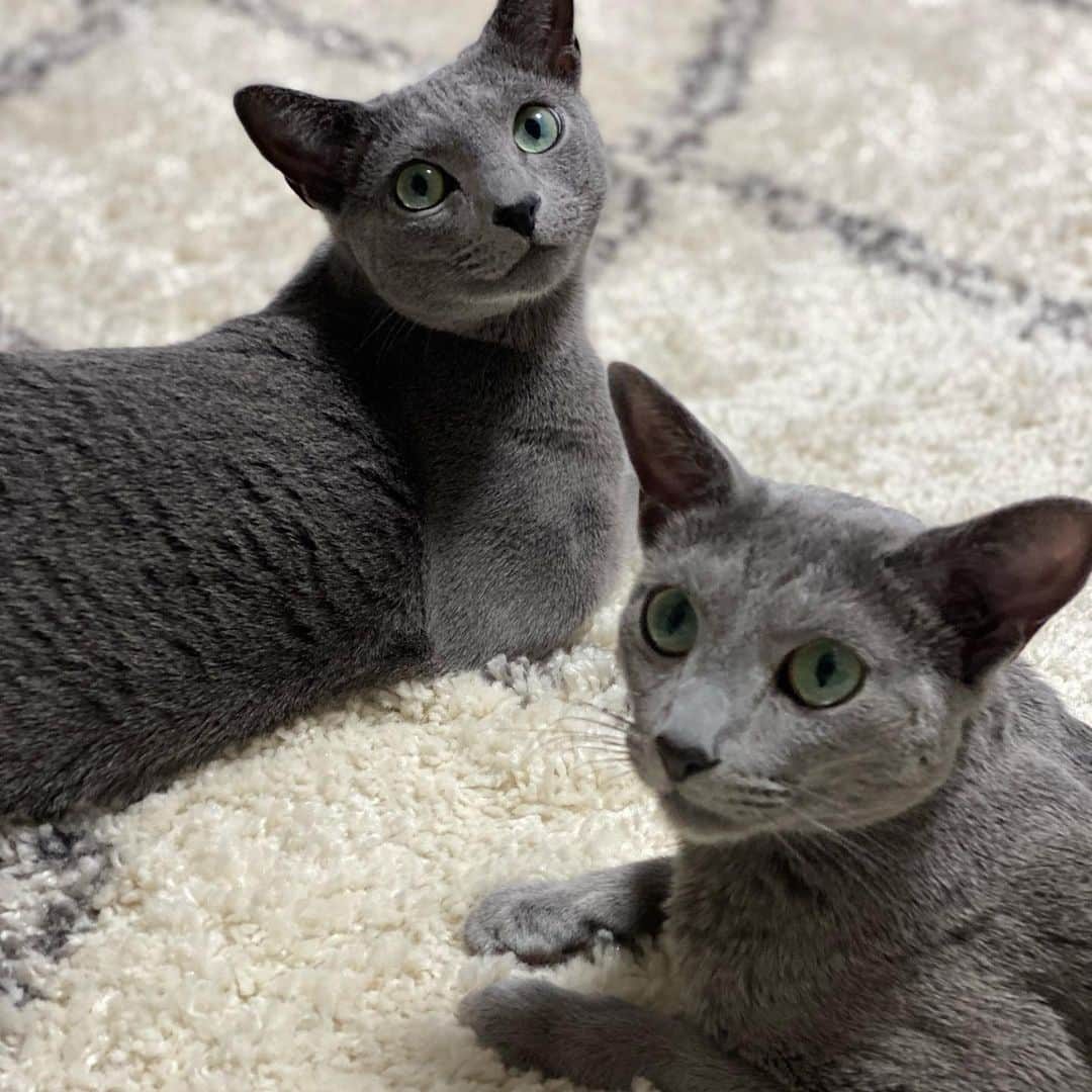 安蘭けいさんのインスタグラム写真 - (安蘭けいInstagram)「今日はニャンの日？ ニャンニャンニャンの日🐈だって❣️ うちのハンサムくん達は今日も元気でした☺️  明日はoslo東京千秋楽！ 幕が開いていつの間にか３週間経ってました😳明日もどうぞ無事に公演ができます様に。  #にゃんにゃんにゃんの日  #ロシアンブルー #russianblue  #russianbluecat  #天空 #どっちがどっち？ #さすがにもうわかるかな？ #oslo #明日千秋楽 #ありがとうございます」2月22日 22時58分 - toko_aran