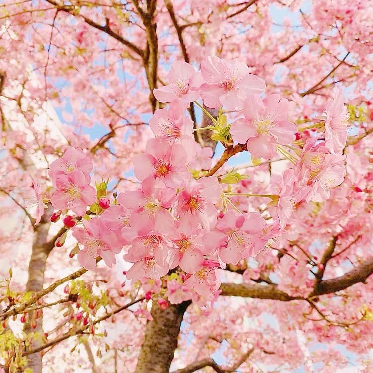 なかやまちえこさんのインスタグラム写真 - (なかやまちえこInstagram)「Cherry blossom 🌸⠀ ⠀ #桜 #cherryblossom」2月22日 23時01分 - chiekonakayama