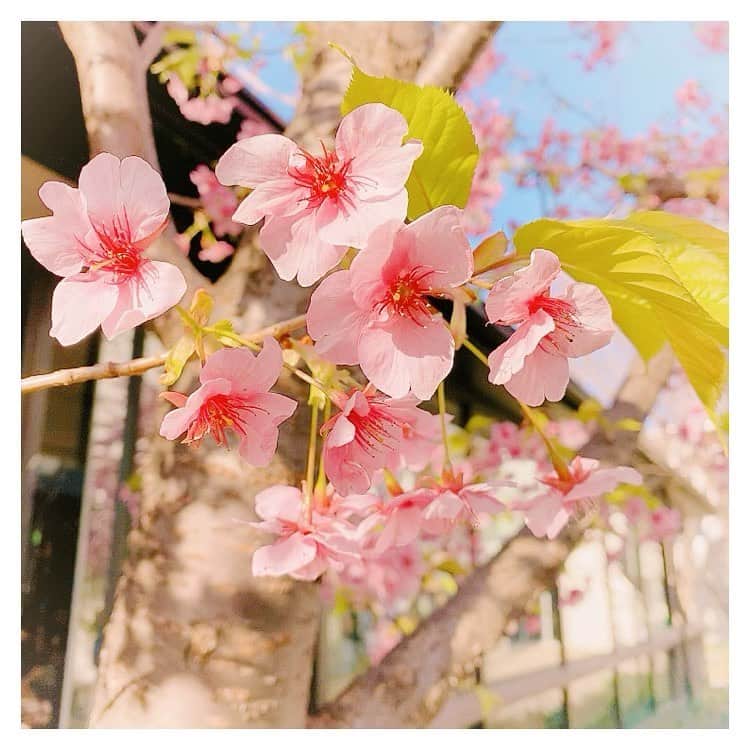 なかやまちえこのインスタグラム：「Cherry blossom 🌸⠀ ⠀ #桜 #cherryblossom」
